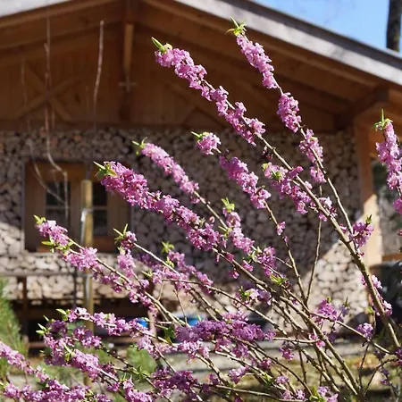 Guest house Ferienhaus Waldwinkl